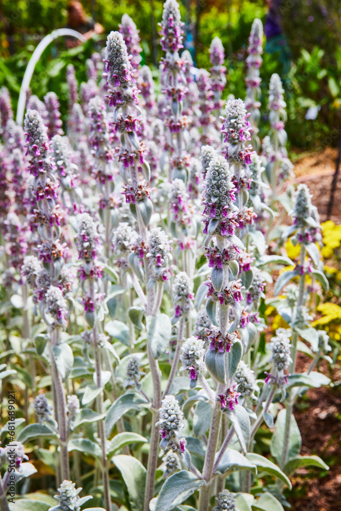Fototapeta premium Lamb’s Ear purple flower on white stalk promising renewal of spring and hope in garden of life