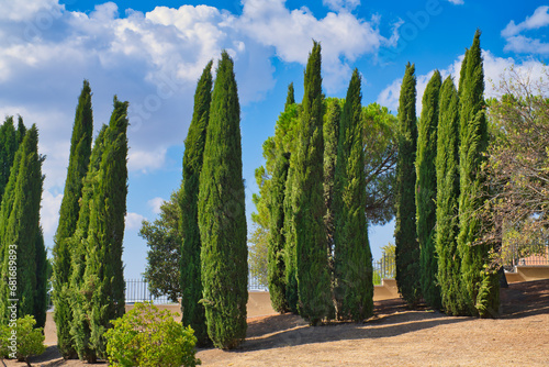 typical Tuscany, columnar cypresses in southern Italy photo
