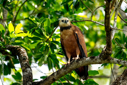 black collared hawk in tropical Pantanal photo