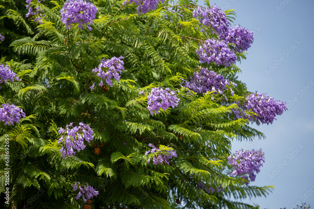 Jacaranda tree is a very popular tree species with its delicious scent