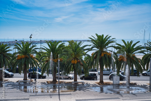 Mighty palm trees on a coastal road in Manfredonia  Italy  blue cloudy sky