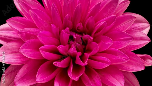 4K Time Lapse of blooming purple Dahlia. Timelapse of growing and opening beautiful flower on black background. Time-lapse close-up.