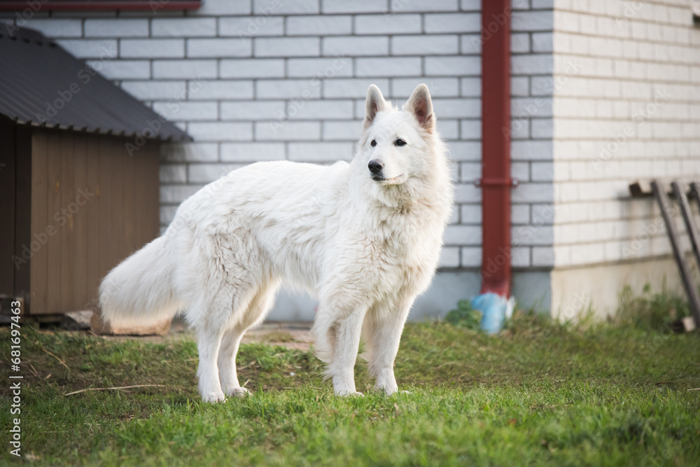 White Swiss Shepherd dog outdoors for a walk in the yard near the house White Swiss Shepherd dog outdoors for a walk in the yard near the house