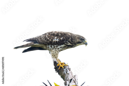 Broad-winged Hawk (Buteo platypterus)