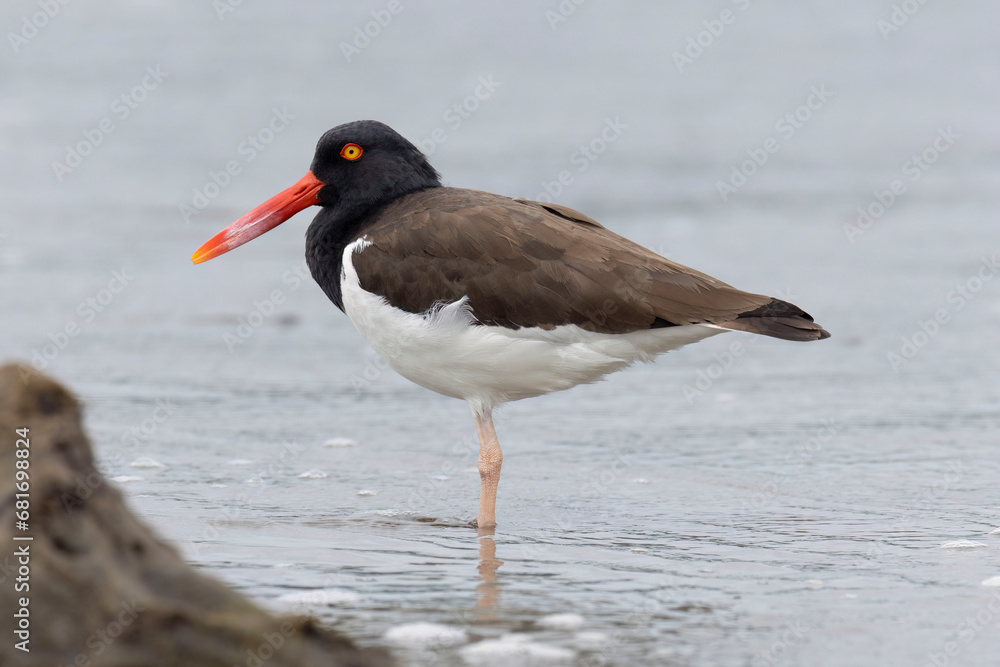 American Oystercatcher (Haematopus palliatus) American Oystercatcher (Haematopus palliatus)