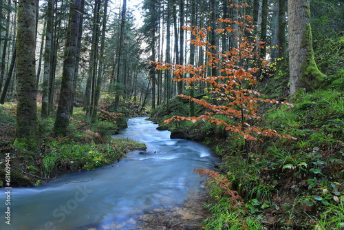 Forêt avec ruisseau en automne