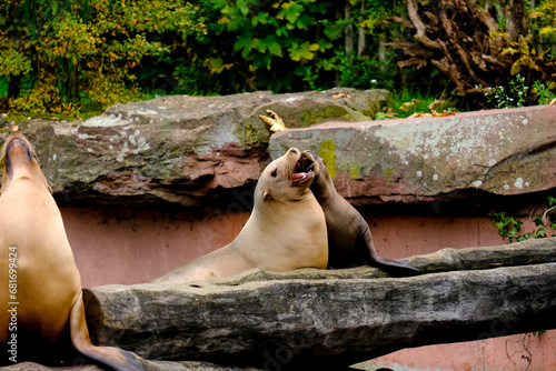 Jumping sea lions in a show at Nuremberg Zoo, taken in Germany on a sunny day.  photo