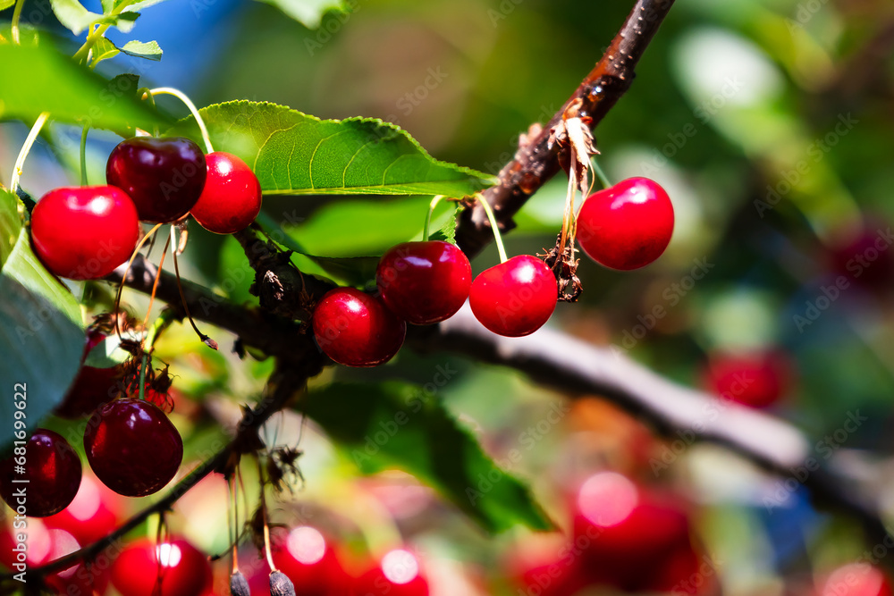 Sour cherry and cherries. Fruit and vegetables. Plant and plants. Sour cherry and cherries. Fruit and vegetables. Plant and plants.