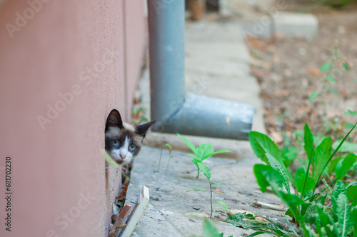 View of a cat with blue eyes getting out from an air vent