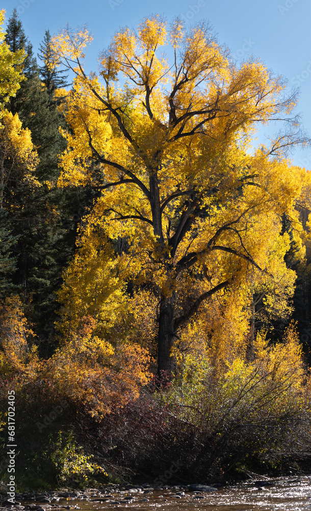 Fototapeta premium Fall cottonwood tree