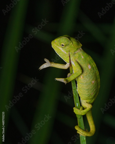 Cute chameleon Hand gesture