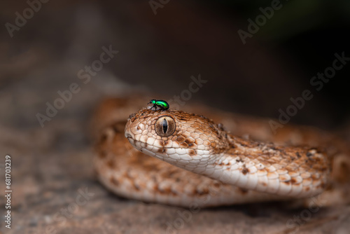 viper with emerald beetle