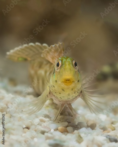 Chevron blenny