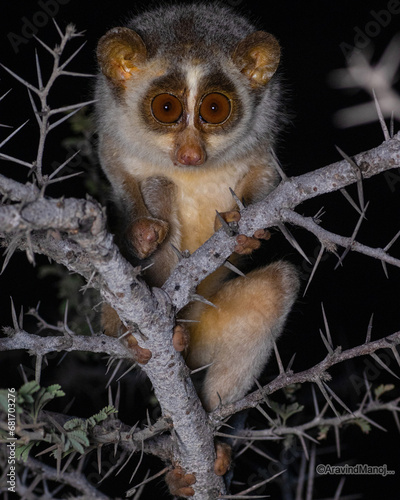 cute Loris