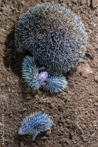 Indian hedgehog with babies
