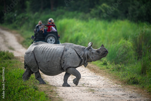 Adult Indian rhinoceros crossing a safari trail at Kaziranga National Park, Assam while tourists taking pictures in the background
