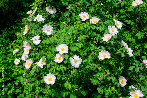 Wallpaper Mural Delicate light pink and white Rosa Canina flowers in full bloom in a spring garden, in direct sunlight, with blurred green leaves, beautiful outdoor floral background photographed with soft focus. Torontodigital.ca