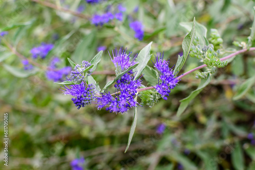 Delicate blue flowers and green leaves of Bluebeard Caryopteris x clandonensis plant in a a garden in a sunny summer garden, floral background. photo