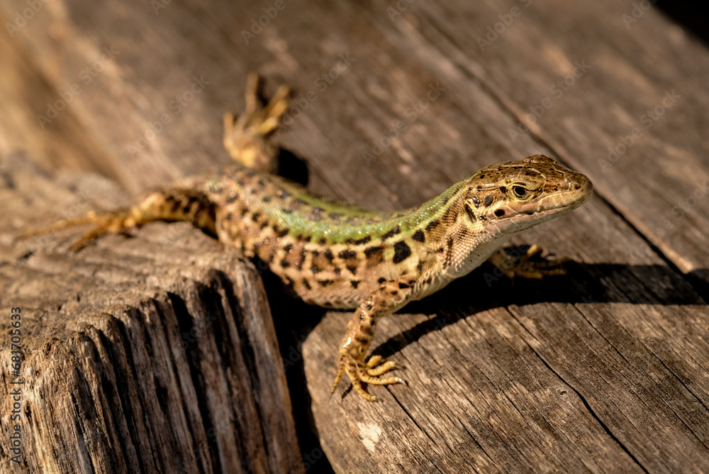 Young sand lizards looking for food, photographed in Germany on a sunny day. 
