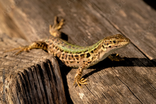 Young sand lizards looking for food, photographed in Germany on a sunny day. 