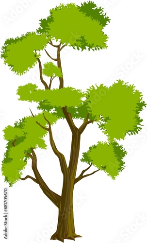 tree with roots tree  nature  leaf  plant  branch  spring  summer  vector  forest  illustration  wood  foliage  trees  environment  leaves  oak  single  isolated  season  trunk  design  park  life  sy