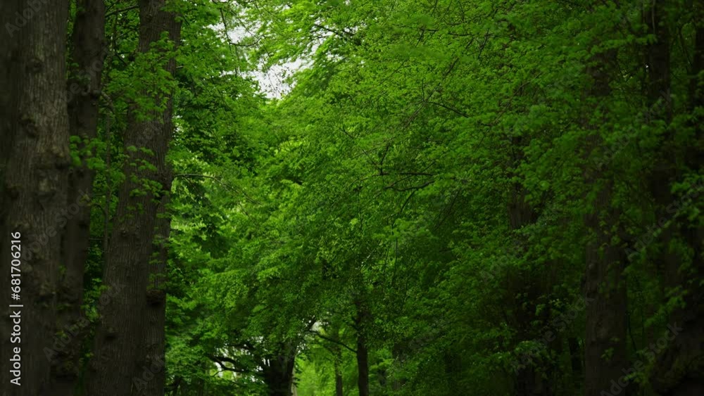 A Journey Through The Lush Green Forest A Journey Through The Lush Green Forest