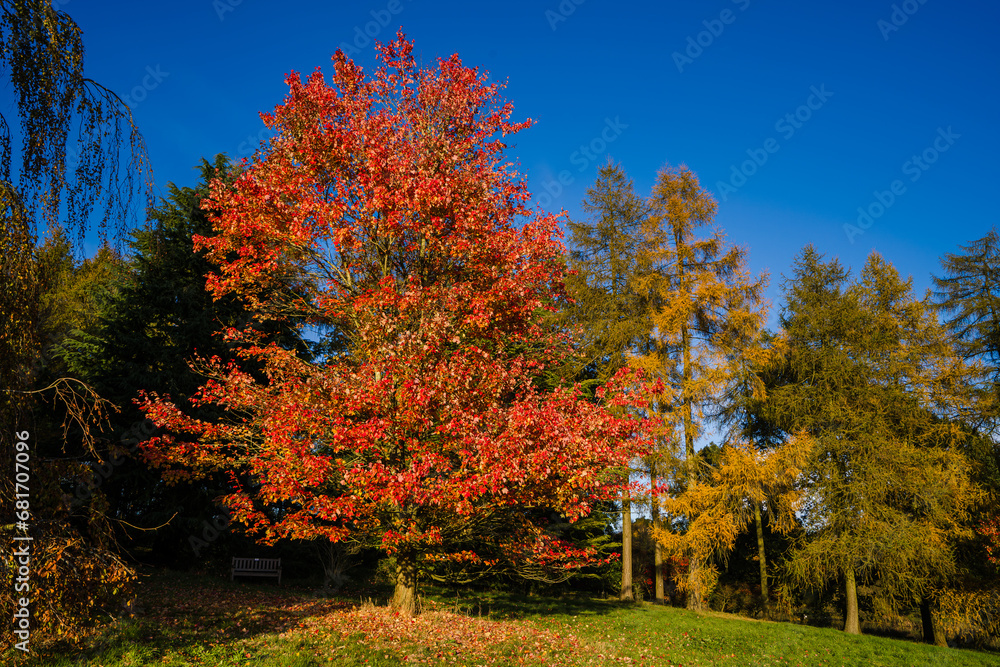 Sunlit Tree with Golden leaves, stands out from surrounding trees. Sunlit Tree with Golden leaves, stands out from surrounding trees.