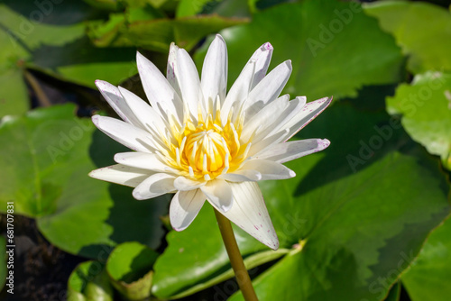 White lotus flower with green leaves on a pond, close-up