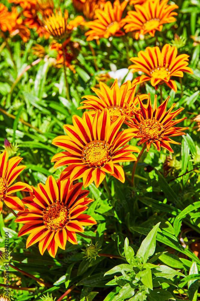 Gorgeous flower of the sun, Gazania Rigens in brilliant bloom on bright summer day Gorgeous flower of the sun, Gazania Rigens in brilliant bloom on bright summer day