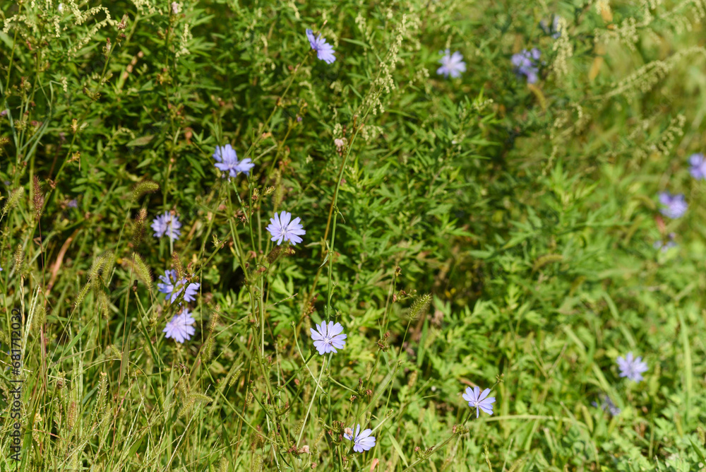 chicory in the woods chicory in the woods
