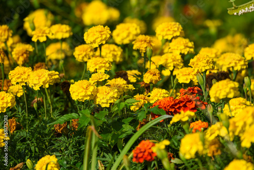 yellow marigold flowers in spring