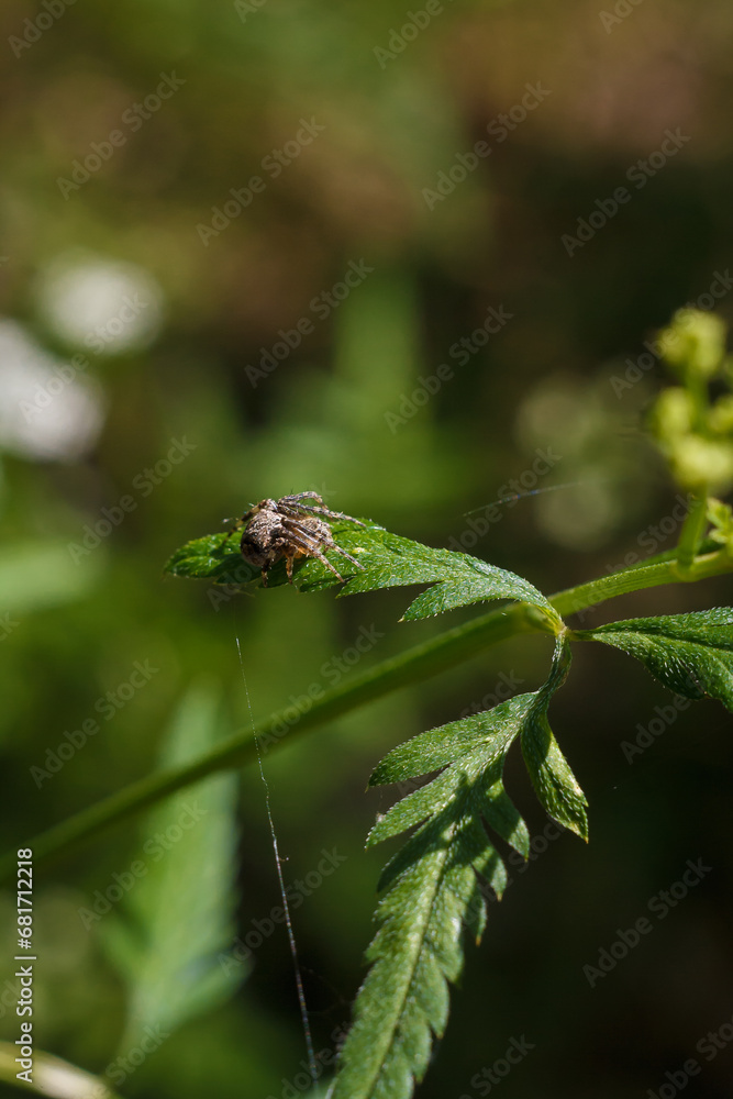 close up shot of brown spider sitting on green leaf of some forest plant on blurry background, insects life close up shot of brown spider sitting on green leaf of some forest plant on blurry background, insects life