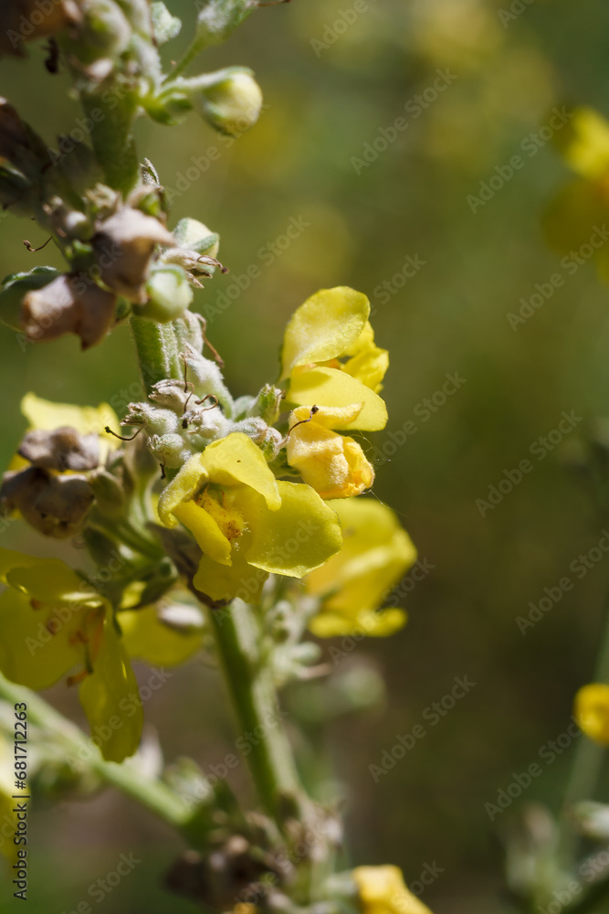 verbascum thapsus, great or common mullein. Vertical macro shot of stem with bright yellow flowers. Flowering summer plant verbascum thapsus, great or common mullein. Vertical macro shot of stem with bright yellow flowers. Flowering summer plant