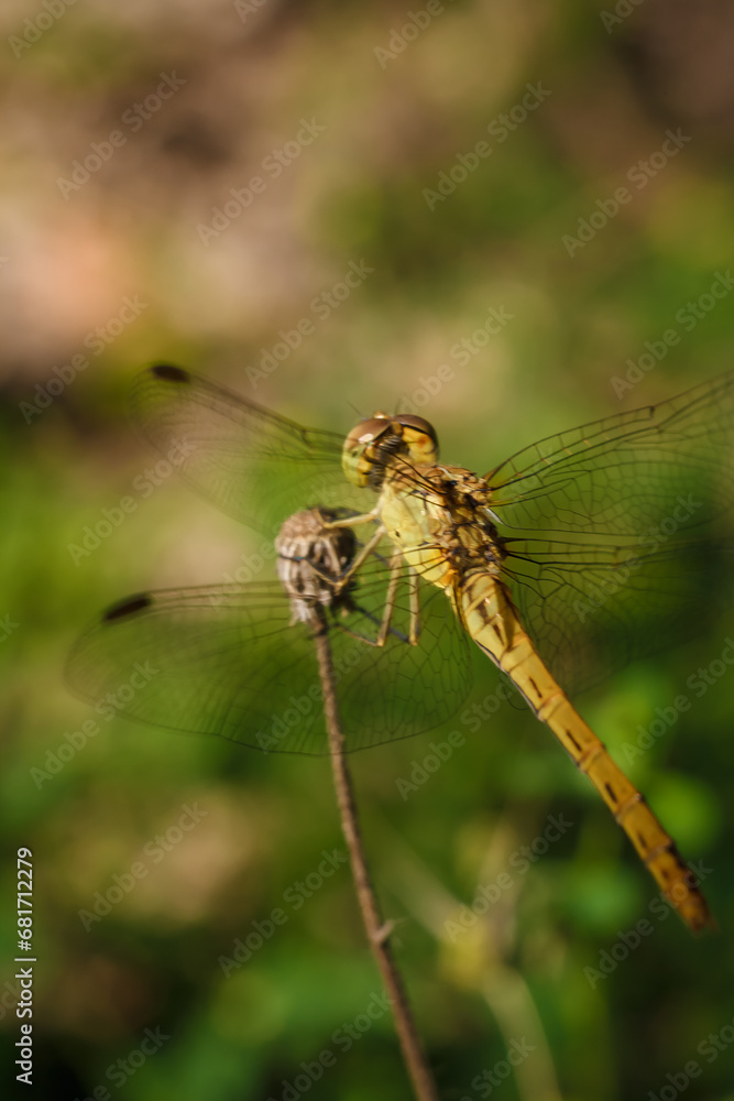 soft focused macro shot of dragonfly sitting on plant, life of insects soft focused macro shot of dragonfly sitting on plant, life of insects