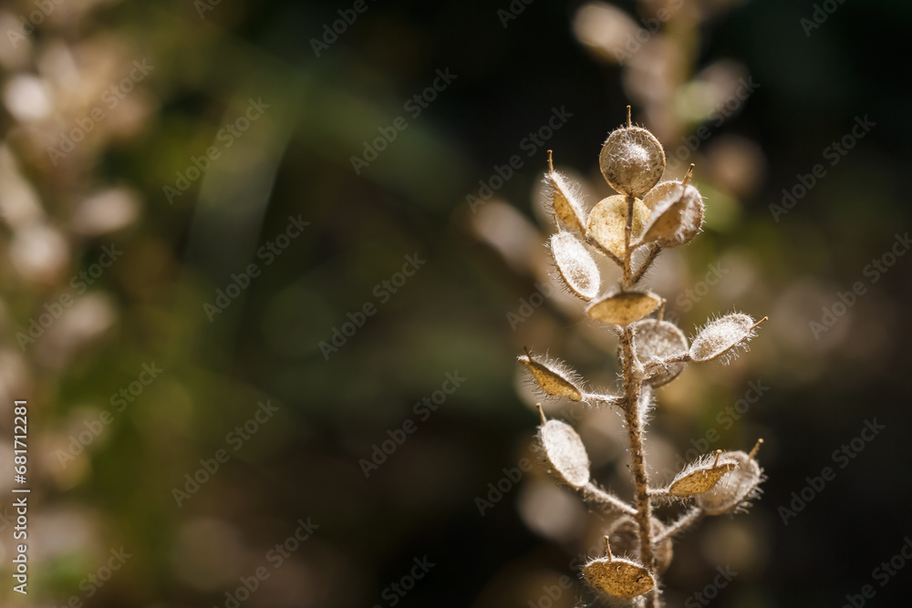 beautiful dry plant with brown round small leaves on dark background in sun rays light, soft focused macro shot beautiful dry plant with brown round small leaves on dark background in sun rays light, soft focused macro shot