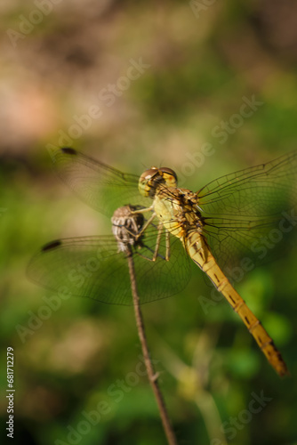 soft focused macro shot of dragonfly sitting on plant, life of insects