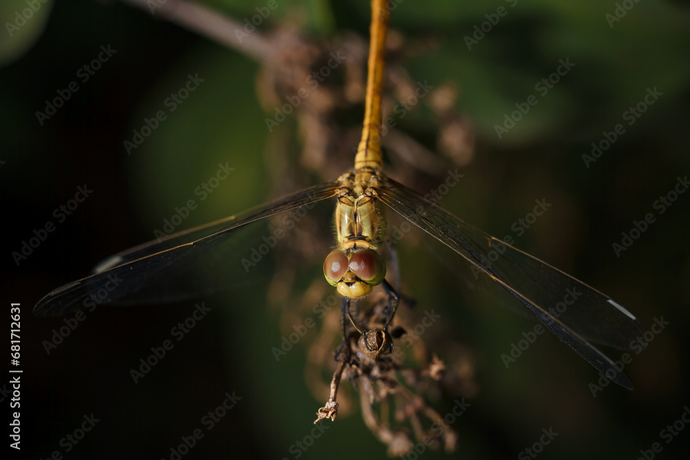 soft focused macro shot of dragonfly sitting on plant, life of insects soft focused macro shot of dragonfly sitting on plant, life of insects