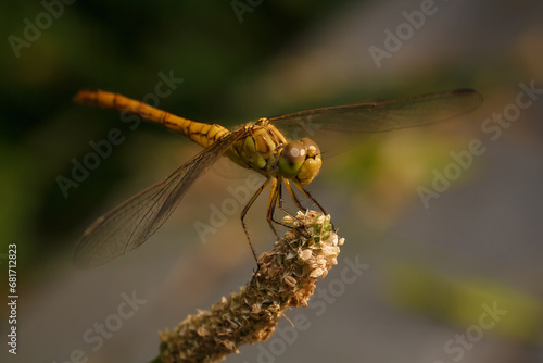 soft focused macro shot of dragonfly sitting on plant, life of insects