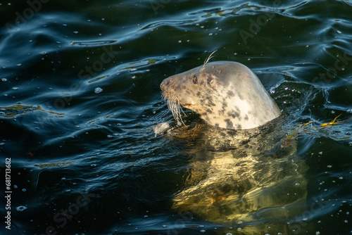 sea lion swimming