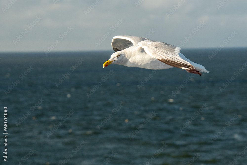 Fototapeta premium seagull in the sky