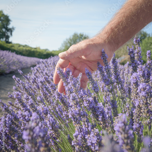 Fototapeta Naklejka Na Ścianę i Meble -  Lavender. Hand of aromatic plants farmer softly touching tops of fresh flowers in blooming field. Sunny day blue sky natural background closeup