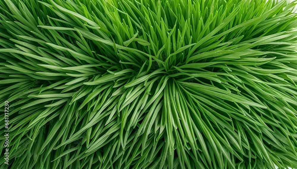 Natural green grass background, fresh lawn top view, Clean green grass, Abstract field texture. Symbol of summer, plant, eco and natural, growth or fresh. Design for card Natural green grass background, fresh lawn top view, Clean green grass, Abstract field texture. Symbol of summer, plant, eco and natural, growth or fresh. Design for card