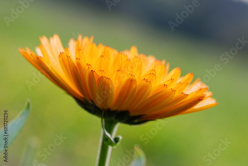 Fields full of beautifully blooming marigolds in summer in Germany  close-up. 