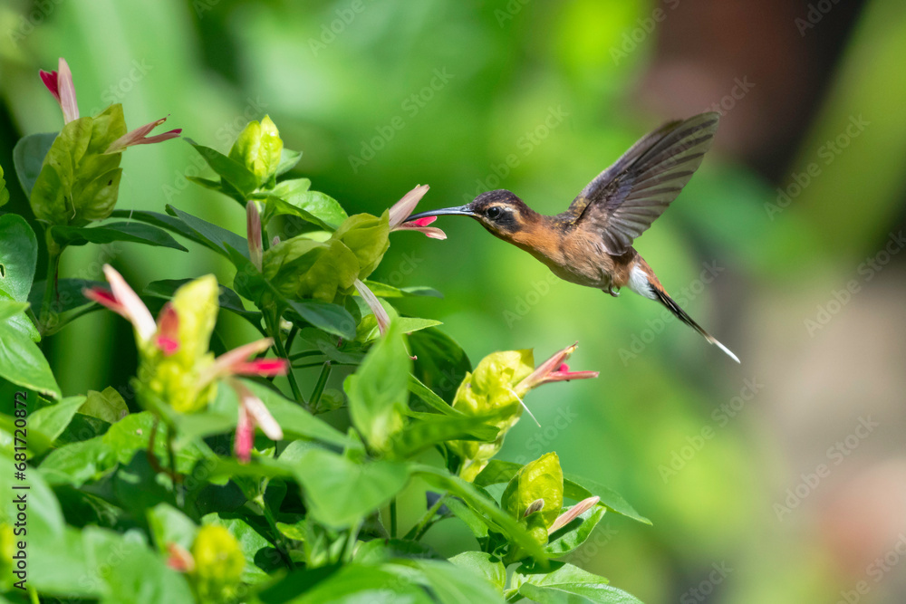 Obraz premium Little Hermit hummingbird feeding on flowers of the tropical Shrimp plant in a garden