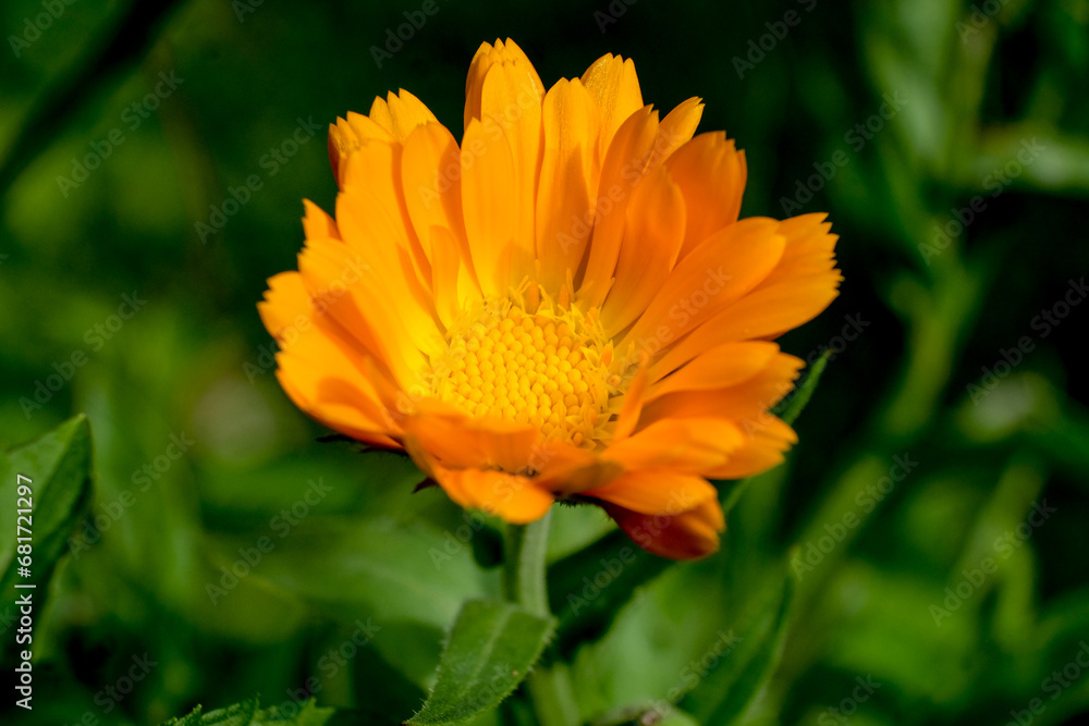 Fields full of beautifully blooming marigolds in summer in Germany, close-up. Fields full of beautifully blooming marigolds in summer in Germany, close-up.