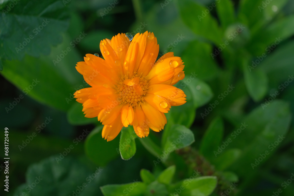 Fields full of beautifully blooming marigolds in summer in Germany, close-up. Fields full of beautifully blooming marigolds in summer in Germany, close-up.