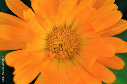 Close-up of a flower in bloom in summer. Colourful  bright and bee-friendly in the gardens and fields of Bavaria.