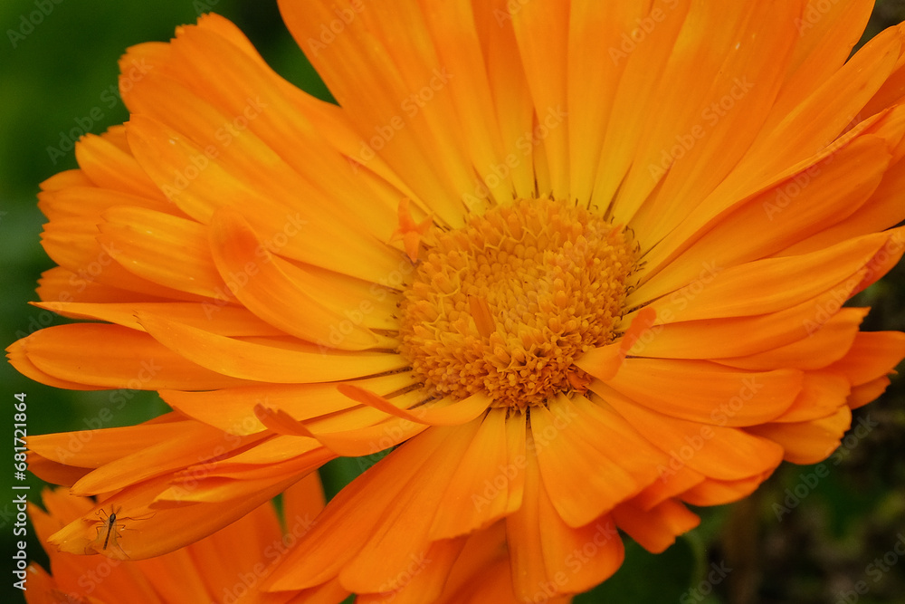 Fields full of beautifully blooming marigolds in summer in Germany, close-up. Fields full of beautifully blooming marigolds in summer in Germany, close-up.