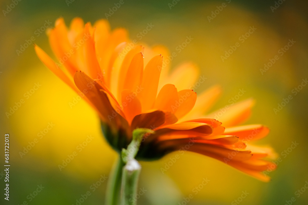 Fields full of beautifully blooming marigolds in summer in Germany, close-up. Fields full of beautifully blooming marigolds in summer in Germany, close-up.
