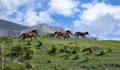 horses in the mountains. Armenia